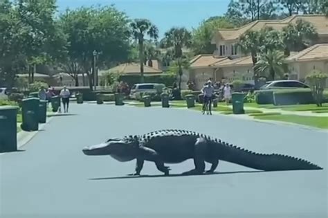 Giant Alligator Stuns Residents At Upscale Florida Community