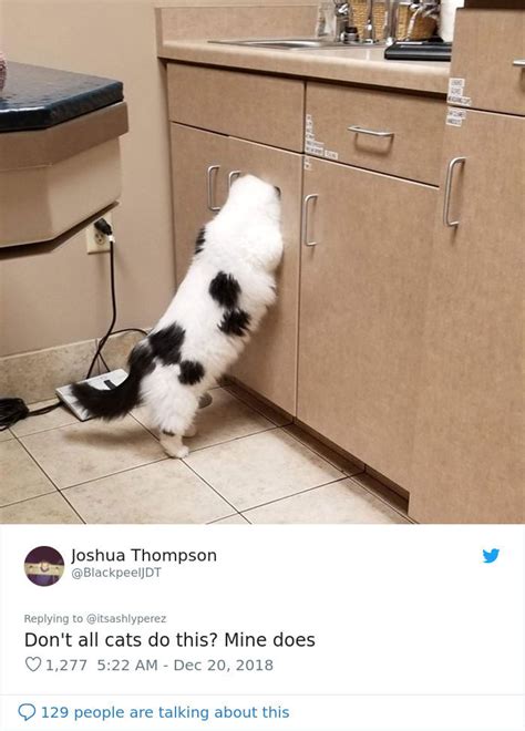 Someone Shares Pic Of Their Cat Hiding From The Vet The