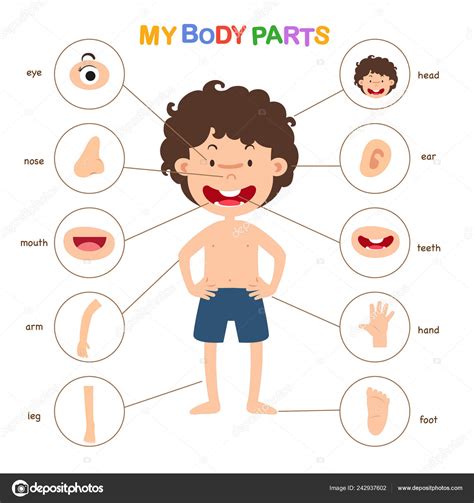 Illustration Vocabulary Part Body Vector Stock Vector Image By