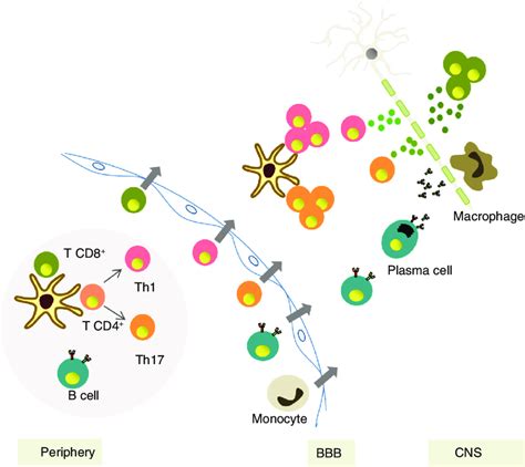 Pathogenic Mechanisms Of Multiple Sclerosis Autoreactive T Cells And
