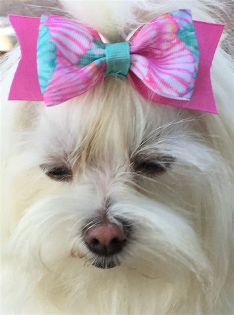 Dog Bows Small Dog Hair Bows Bows For Maltese Yorkie Etsy