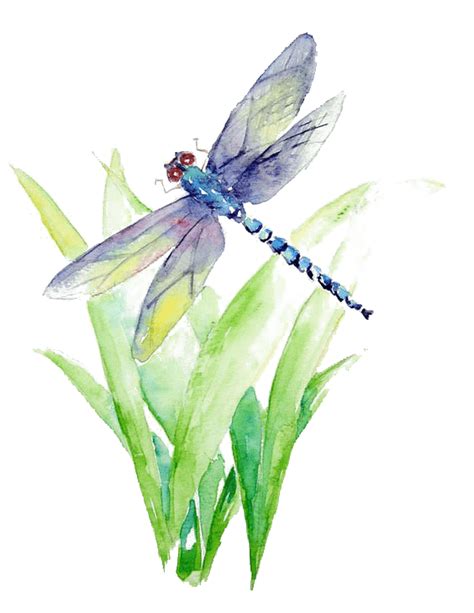Blue And Purple Dragonfly Illustration Watercolor Painting Art Drawing