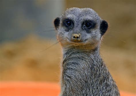 Meerkat Full Hd Wallpaper And Background Image 1920x1359 Id456572