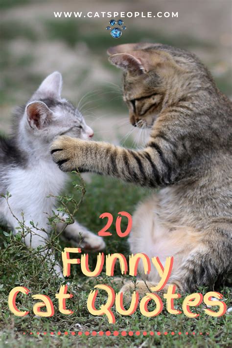 Funny Cat Fight Quotes Shortquotescc