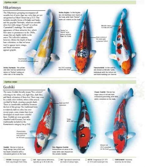 Types Of Koi Different Varieties Classifications And More Koi Fish