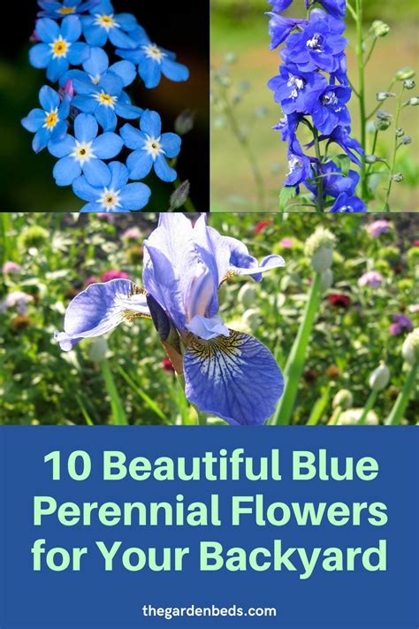 10 Beautiful Blue Perennial Flowers For Your Backyard Garden Beds