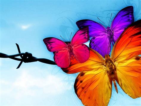 Free Download Butterfly Wallpaper Cute Butterfly Wallpaper Colorful