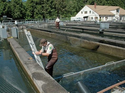 Emergency forces early release of 50,000 trout