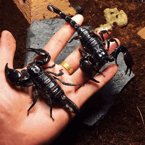 Asian Giant Forest Scorpion Heterometrus Petersii Happyforeststore