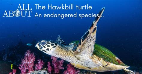 The Hawksbill Turtles Presentation Of An Endangered Species
