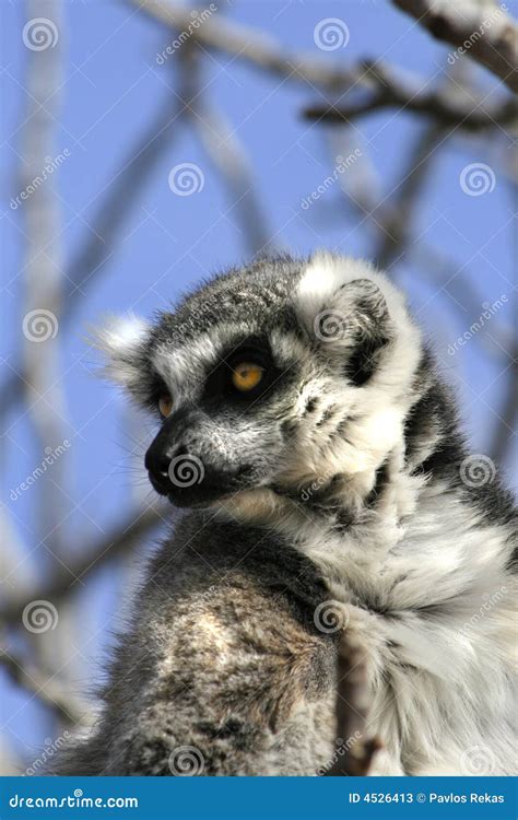 Exotic Endangered Animal Lemur Stock Photos Image 4526413