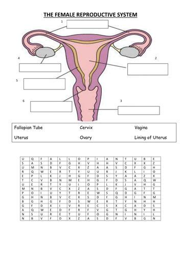 The Human Reproductive System Teaching Resources Female Reproductive System Anatomy Female
