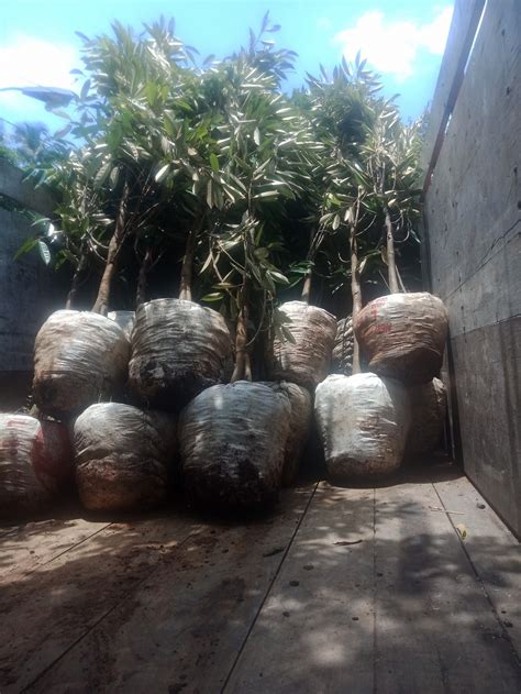 Durian duri hitam dari malaysia ini tidak hanya digemari di negeri asalnya saja, namun telah merambah menjadi terkenal di beberapa negara, salah satunya adalah di indonesia. Bibit Durian Duri Hitam Bogor Jawa Barat kirim dari ...