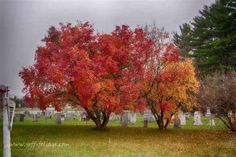 Beautiful Fall Color Near Cemetery