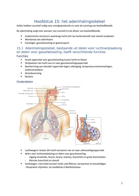Anatomie En Fysiologie Ademhalingsstelsel