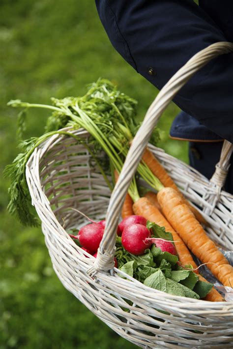 5 Easy-to-Grow Vegetables | Blain's Farm & Fleet Blog