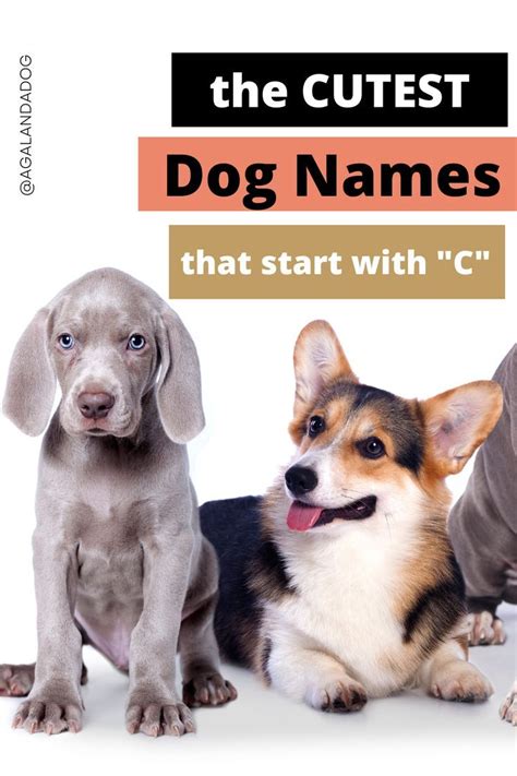 The Cutest Dog Names That Start With C For Your New Pup Artofit