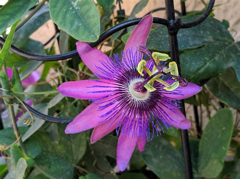 Passion Flower Reddit Best Flower Wallpaper