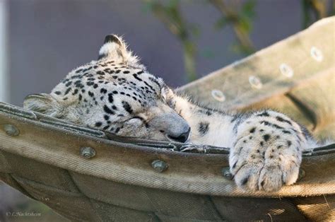 Sleepy Snow Leopard Snow Leopard Animals Leopards