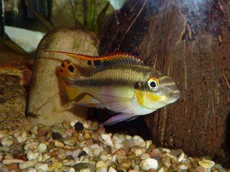 Kribensis Cichlid The Complete Care Breeding And Info Guide