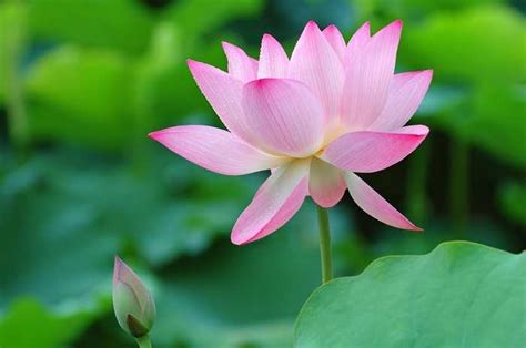 Maybe you would like to learn more about one of these? National Flower of India (Lotus) - An Essay