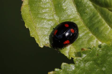 Black With Red Spots Whats My Ladybird Natural History Society Of Northumbria