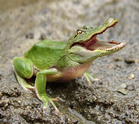 Crocodile Frog Hybrid Photoshopped Animals Hybrid Animal Animal Mashups