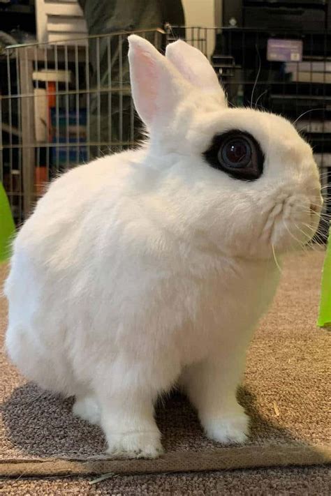 Dwarf Hotot Rabbit Appearance Lifespan Temperament Care Sheet
