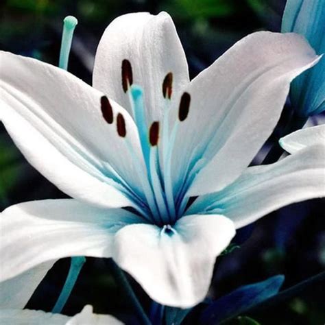 10pcs Blue Heart Lily Bulbs Seeds Blue Lily Bulbs Blue Rare Lily Bulb