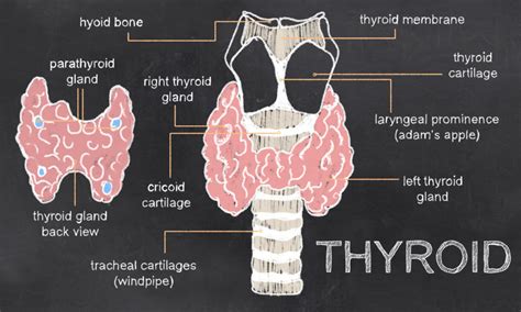 Thyroid Function 101 Optimal Wellness