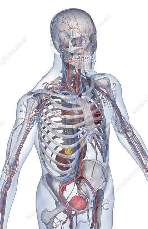 They also take waste and carbon dioxide away from the tissues. The blood vessels of the upper body - Stock Image - C008 ...