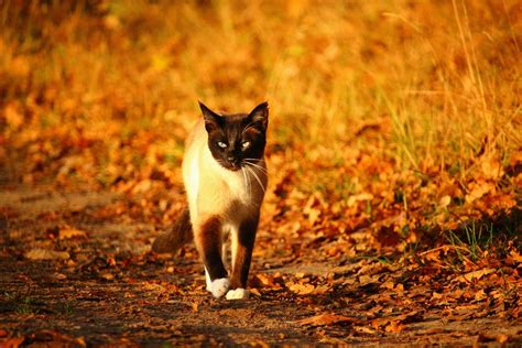 Nature Wildlife Kitten Autumn Fauna Image Free Photo