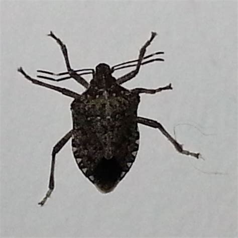 Identify Remove And Control Stink Bugs