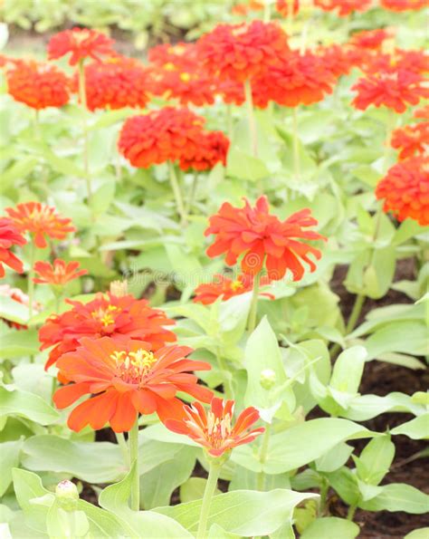 Red Zinnia Flower Stock Photo Image Of Leaf Garden 28263924