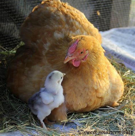 This Is So Totally Cute Mother Hen With Baby Chick Sweet Southern Blue