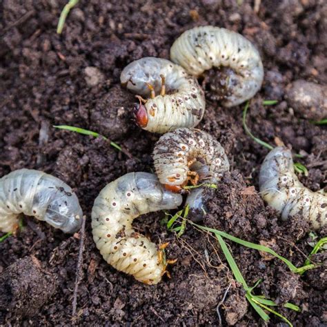 Identifying And How To Get Rid Of Grub Worm In The Lawn
