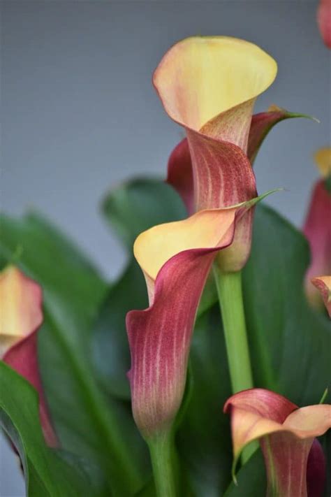 How To Grow And Care For Calla Lily Skip To My Lou