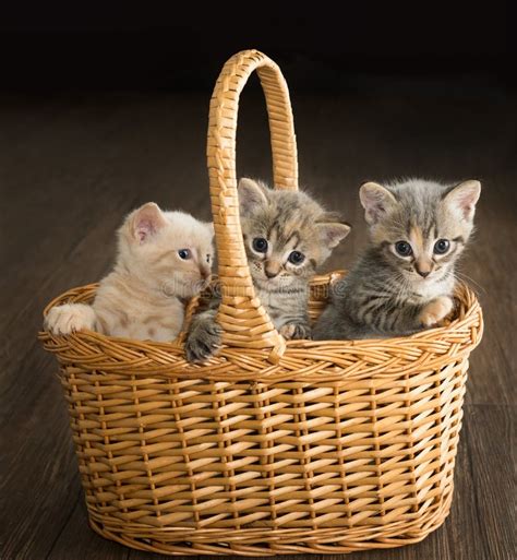 Three Curious Kittens In A Basket Stock Image Image Of Group