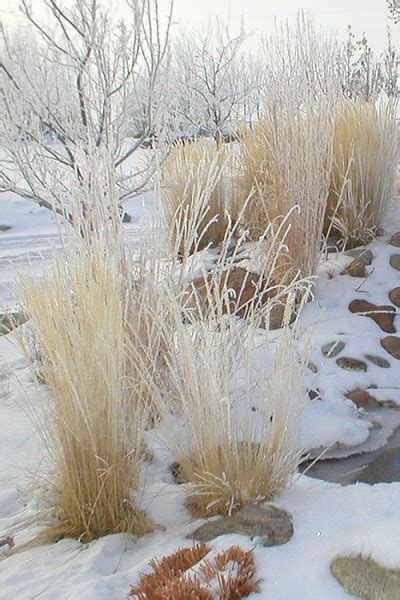 Buy Karl Foerster Feather Reed Grass Free Shipping Wilson Bros Gardens