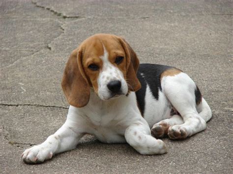 Find beagle puppies for sale and dogs for adoption. 198 best images about Beagle on Pinterest | Beagles, Beagle puppies and Basset hound mix
