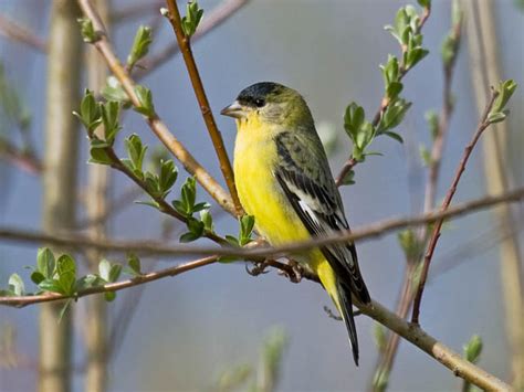 26 Backyard Birds To Know California