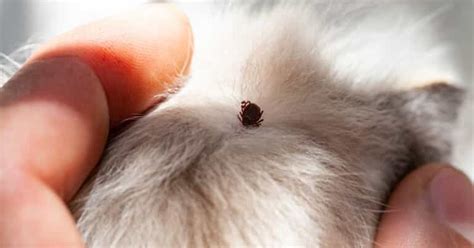 Flea And Tick Facts Pet Owners Should Know
