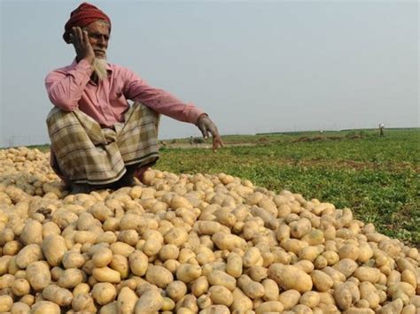 Potato Farmers From West Bengal Appreciate State Governments