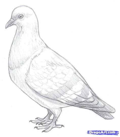 How to draw pigeons -Hundreds of drawing tuts on this site | Bird