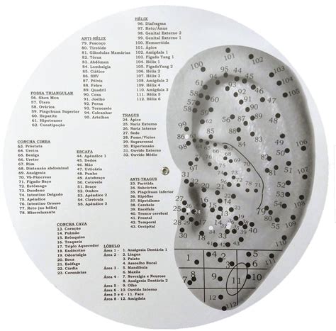 Mapa Da Orelha Auriculoterapia