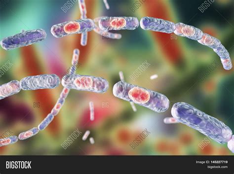 Bacillus Anthracis Image And Photo Free Trial Bigstock