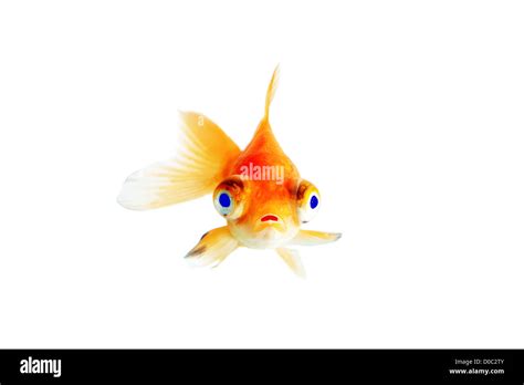 Blue Eyed Goldfish Stock Photo Alamy
