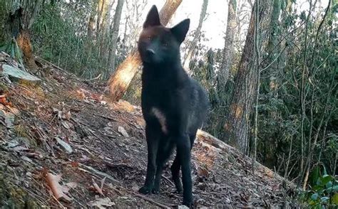 Discovernet Video Captured Of “one Of Rarest Animals In America”
