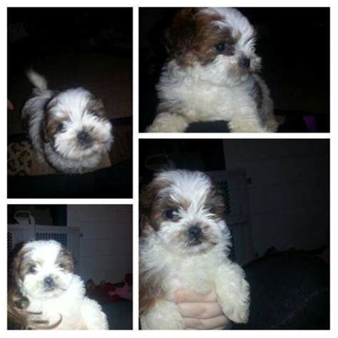 Maltese in dogs & puppies for sale. Adorable Maltese / Shih-Tzu mix puppies for sale - 8 weeks ...