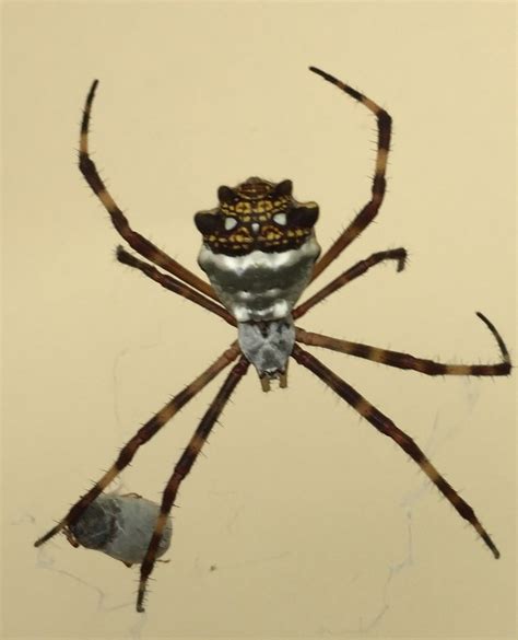 Argiope Argentata Silver Garden Spider In Hollywood Florida United